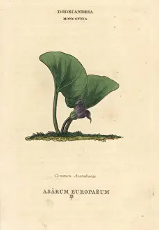 Europaeum Prints: Common asarabacca, Asarum europaeum