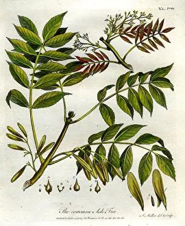 Common Ash Tree