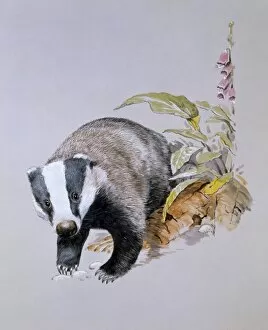 Wildlife Gallery: A Common Badger (Meles meles)