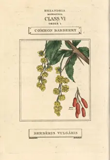 Classes Prints: Common barberry, Berberis vulgaris