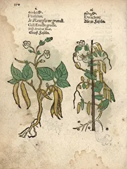 Common bean, Phaseolus vulgaris, and small