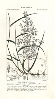 Common bent, Agrostis capillaris Common bent, Agrostis capillaris