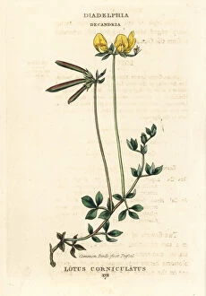 Common bird s-foot trefoil, Lotus corniculatus