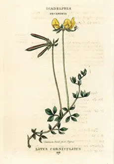 Common bird s-foot trefoil, Lotus corniculatus