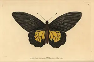 Birdwing Prints: Common birdwing butterfly, Troides helena