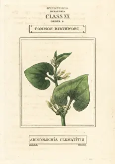Classes Prints: Common birthwort, Aristolochia clematitis