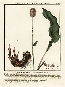 Bistort Prints: Common bistort, Persicaria bistorta