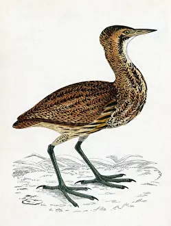 Favours Prints: Common Bittern