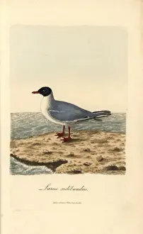 Graves Prints: Common black-headed gull, Larus ridibundus