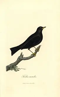 Blackbird Prints: Common blackbird, Turdus merula