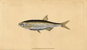 Bleak Prints: Common bleak, Alburnus alburnus