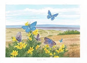 Parry Prints: Common Blue butterflies