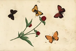 Acacia Gallery: Common blue, Provence hairstreak, purple-edged