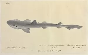 Selachimorpha Collection: Common blue shark illustration