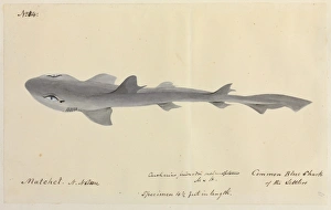 Elasmobranch Collection: Common blue shark illustration