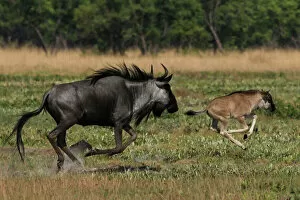 Common Gallery: Common / Blue Wildebeest - adult running with 2