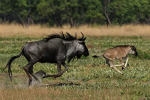 Adult Collection: Common / Blue Wildebeest - adult running with 2