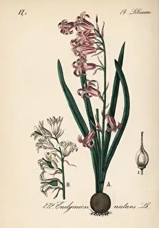 Common bluebell, Hyacinthoides non-scripta