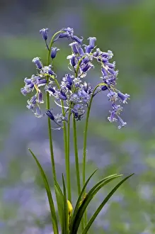 Common Bluebells flowering en mass - copse wood