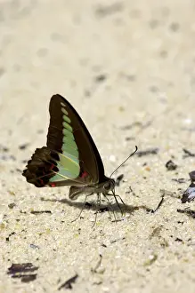Feeds Prints: Common Bluebottle butterfly feeds on a damp sand