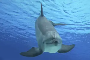Common Bottlenose Dolphin