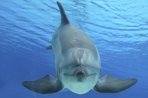 Bottlenose Dolphin