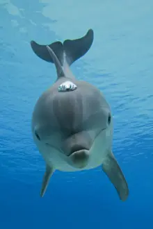Bottlenose Prints: Common Bottlenose Dolphin - with air bubble
