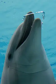 Common Bottlenose Dolphin - with air bubble ring
