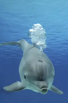 Common Bottlenose Dolphin - with air bubbles