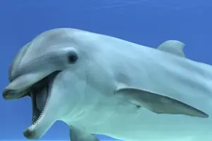 Common Bottlenose Dolphin - with mouth open