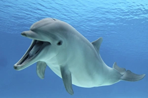 Images Dated 18th March 2012: Common Bottlenose Dolphin - with mouth open