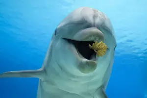 Truncatus Prints: Common Bottlenose Dolphin - playing with leaf