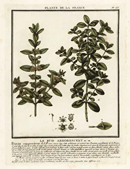 Common box, Buxus sempervirens