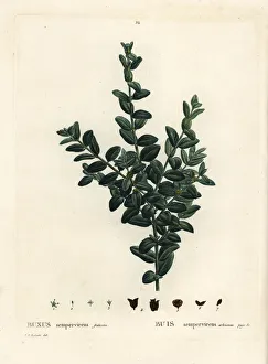 Arbustes Gallery: Common box, European box or boxwood, Buxus