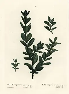 Common box, European box or boxwood, Buxus