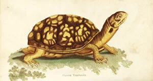 Amphibia Collection: Common box turtle, Terrapene carolina