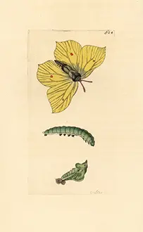 Common brimstone, Gonepteryx rhamni