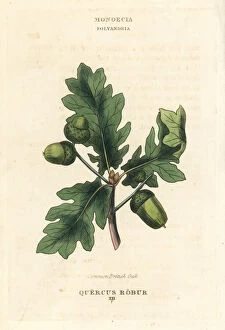Acorn Gallery: Common British oak tree, Quercus robur
