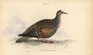 Common bronzewing, Phaps chalcoptera