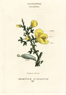Common broom, Cytisus scoparius