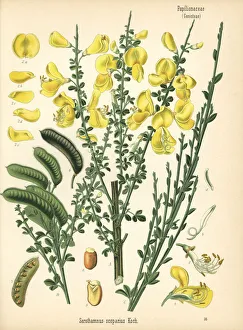 Adolph Gallery: Common broom tree or Scotch broom, Cytisus scoparius