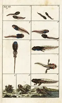 Tadpole Prints: Common brown frog, Rana temporaria