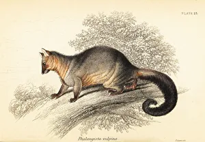 Marsupiata Prints: Common brushtail possum, Trichosurus vulpecula