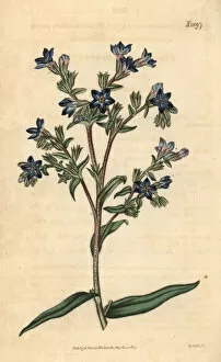Anchusa Gallery: Common bugloss, Anchusa officinalis
