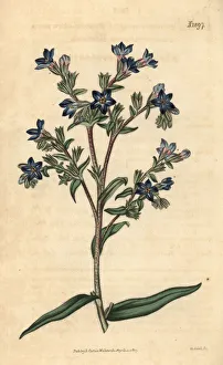 Anchusa Gallery: Common bugloss, Anchusa officinalis