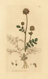 Burnet Prints: Common burnet, Sanguisorba minor
