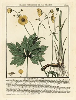 Colour Printing Prints: Common buttercup, Ranunculus acris