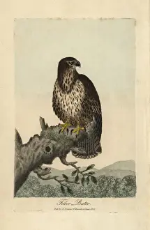 Common buzzard, Falco buteo, Buteo buteo