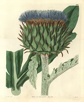 Common cardoon, Cynara cardunculus var