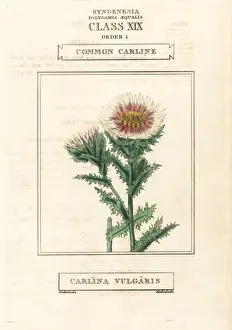 Duppa Prints: Common carline, Carlina vulgaris
